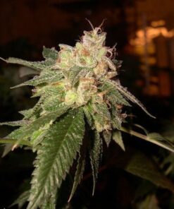 OG Kush