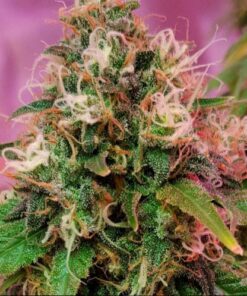 OG Kush - 5PACK