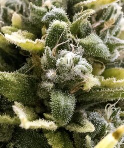 OG Kush Auto - 3PACK