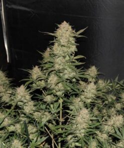 OG Kush Auto - 5-pack