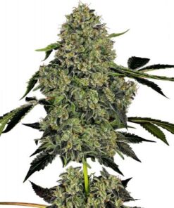 OG Kush Automatic