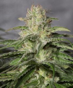 OG Kush CBD - 5pack