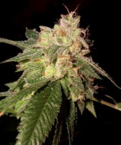 OG Kush - Feminised - 6 pack