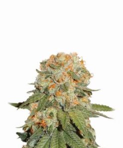 Orange Bud - 10-pack