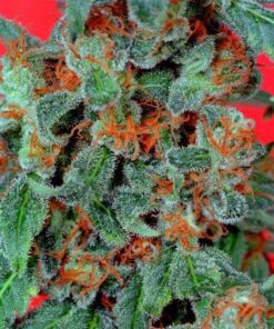 Orange Bud