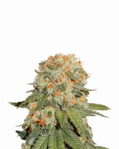 Orange Bud - 5-pack