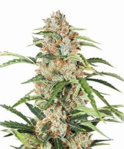 Orange Bud Auto - 5-pack