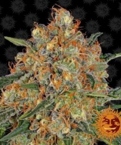 Orange Sherbert - 5PACK