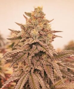 Orangu Tangie