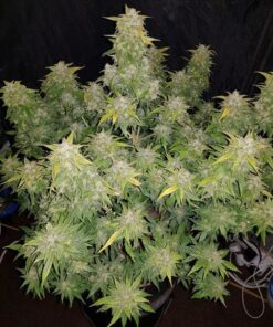 Original Auto Amnesia Haze