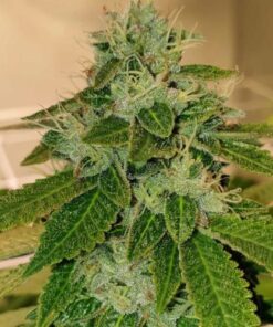 Original Cheese - 10-pack