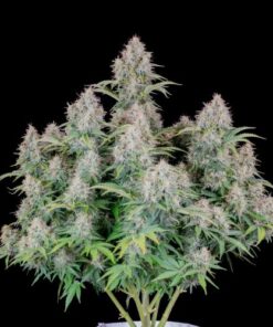 Original Cinderella Auto - 5-pack