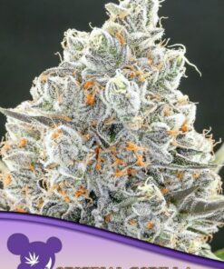 Original Gorilla #4 - 5-pack