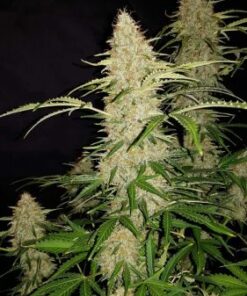 Original Jack Herer Auto