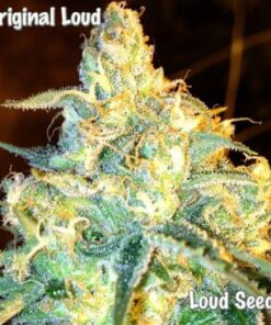 Original Loud