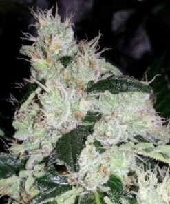 Original White Widow (IBL)