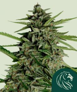 Orion F1 Auto - 3-pack