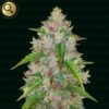 Pablo’s Gelato Gold Auto - 5-pack