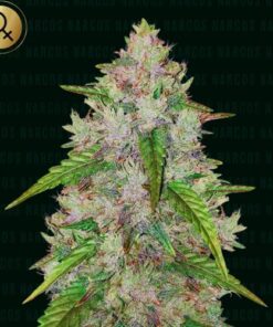 Pablo’s Gelato Gold Auto - 5-pack