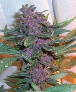 Pakistan Chitral Kush