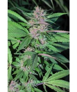 Pakistan Chitral Kush - 5PACK