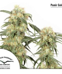 Pamir Gold