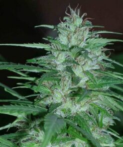 Panama - 5-pack