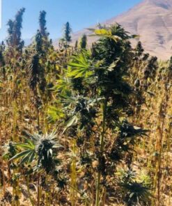 Panjsher Hindu Kush - 15-pack