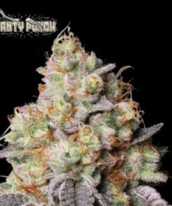 Panty Punch Auto