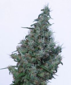 Papaya - 5-pack
