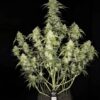 Papaya Cookies Auto - 5-pack