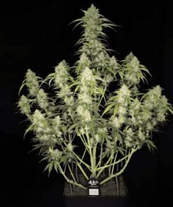 Papaya Cookies Auto - 5-pack