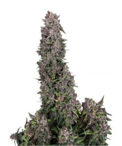 Papaya Pie Auto - 5-pack