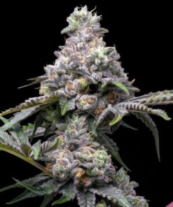 Papaya x Hollywood - 6-pack