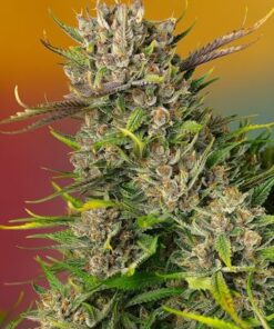 Papaya Zoap Auto - 5-pack