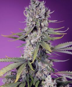 Papaya Zoap F1 Fast Version - 5-pack