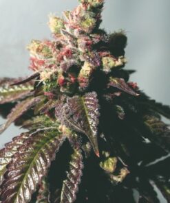 Passion Berry (Gold Line) - 6PACK