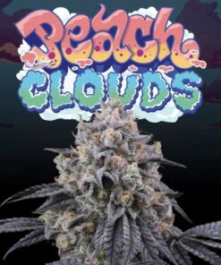 Peach Clouds - 6-pack