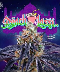 Peach Lassi - 6-pack