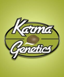 Peach Shake - 6-pack