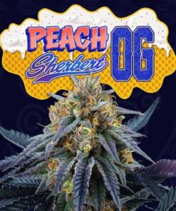 Peach Sherbert OG - 6-pack