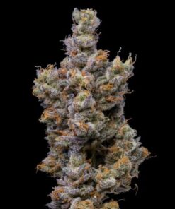 Peach Tea - Lemonnade - 3-pack