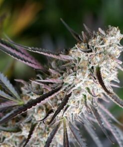 Peanut Butter Breath Fast Version