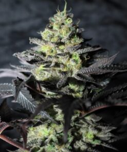 Peanut Butter Cookies - 5-pack