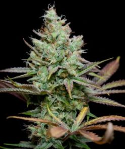 Pennywise 10 pack regular