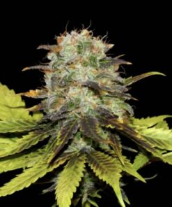 Persian Prince - 12-pack