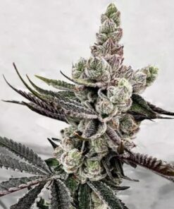 Petrol Potion - 6-pack