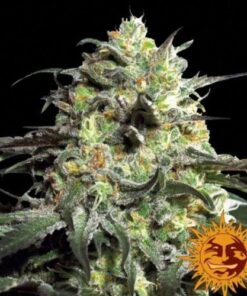 Peyote Cookies - 5PACK