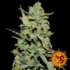 Peyote Critical - 5PACK