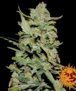 Peyote Critical - 5PACK